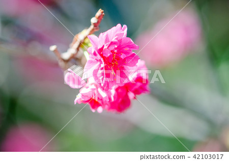 亞洲台灣桃園角板山櫻花花卉藍天白雲留白素材植物保育養護 亞洲台灣桃園角板山櫻花花卉藍天白雲留白素材植物保育養護 42103017