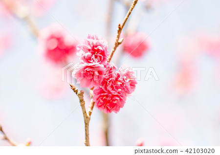 亞洲台灣桃園角板山櫻花花卉藍天白雲留白素材植物保育養護 亞洲台灣桃園角板山櫻花花卉藍天白雲留白素材植物保育養護 42103020