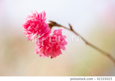 亞洲台灣桃園角板山櫻花花卉藍天白雲留白素材植物保育養護 42103025