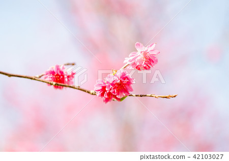 亞洲台灣桃園角板山櫻花花卉藍天白雲留白素材植物保育養護 亞洲台灣桃園角板山櫻花花卉藍天白雲留白素材植物保育養護 42103027