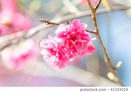 亞洲台灣桃園角板山櫻花花卉藍天白雲留白素材植物保育養護 42103029