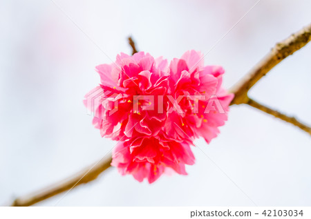 亞洲台灣桃園角板山櫻花花卉藍天白雲留白素材植物保育養護 42103034