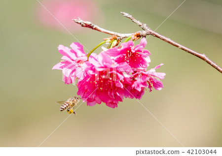 亞洲台灣桃園角板山櫻花花卉藍天白雲留白素材植物保育養護 42103044