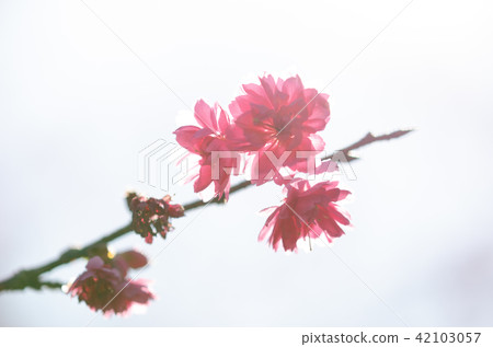 Asia, Taiwan, Taoyuan, Jiaobanshan, cherry blossom, blue sky, white clouds, white material, plant conservation, conservation 42103057