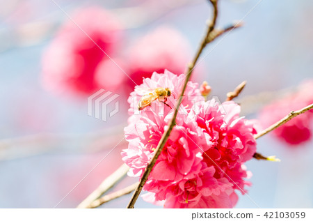 亞洲台灣桃園角板山櫻花花卉藍天白雲留白素材植物保育養護 42103059