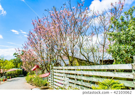 Asia, Taiwan, Taoyuan, Jiaobanshan, cherry blossom, blue sky, white clouds, white material, plant conservation, conservation 42103062