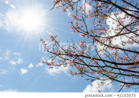 亞洲台灣桃園角板山櫻花花卉藍天白雲留白素材植物保育養護 42103078