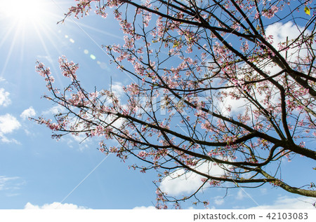 Asia, Taiwan, Taoyuan, Jiaobanshan, cherry blossom, blue sky, white clouds, white material, plant conservation, conservation 42103083