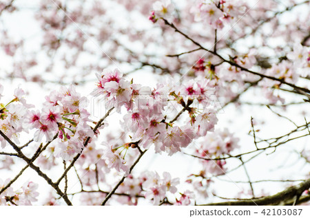 Asia, Taiwan, Taoyuan, Jiaobanshan, cherry blossom, blue sky, white clouds, white material, plant conservation, conservation Asia, Taiwan, Taoyuan, Jiaobanshan, cherry blossom, blue sky, white clouds, white material, plant conservation, conservation 42103087