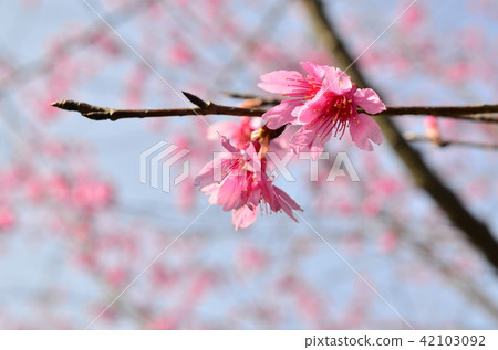 亞洲台灣桃園角板山櫻花花卉藍天白雲留白素材植物保育養護 42103092