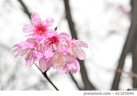 亞洲台灣桃園角板山櫻花花卉藍天白雲留白素材植物保育養護 42103094