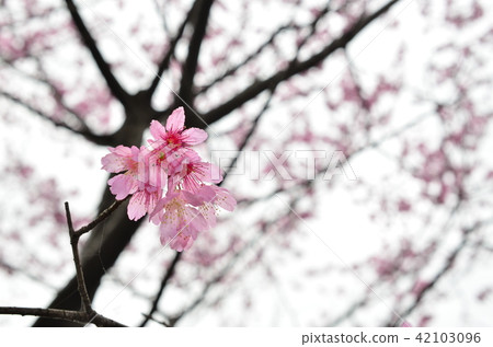 亞洲台灣桃園角板山櫻花花卉藍天白雲留白素材植物保育養護 42103096