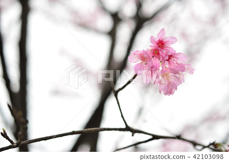 亞洲台灣桃園角板山櫻花花卉藍天白雲留白素材植物保育養護 42103098