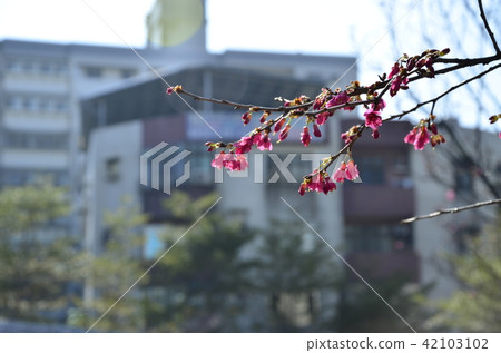 亞洲台灣桃園角板山櫻花花卉藍天白雲留白素材植物保育養護 亞洲台灣桃園角板山櫻花花卉藍天白雲留白素材植物保育養護 42103102