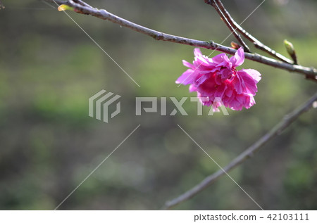 亞洲台灣桃園角板山櫻花花卉藍天白雲留白素材植物保育養護 亞洲台灣桃園角板山櫻花花卉藍天白雲留白素材植物保育養護 42103111