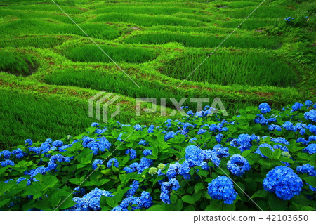 水稻梯田和繡球花 42103650