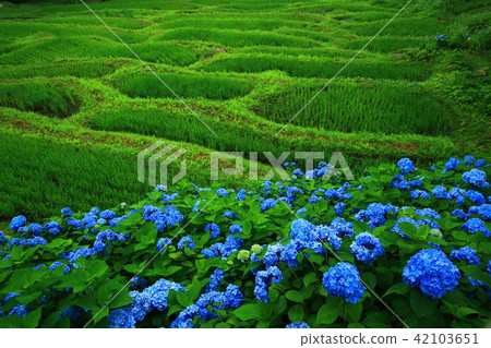 水稻梯田和繡球花 水稻梯田和繡球花 42103651