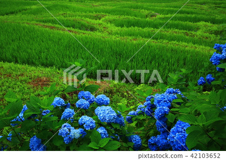 水稻梯田和繡球花 42103652