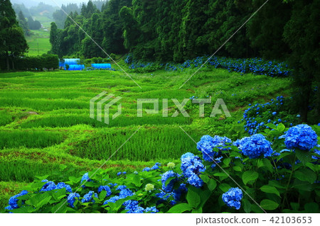 水稻梯田和繡球花 42103653