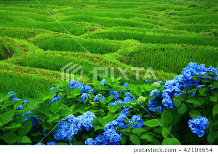 Rice terraces and hydrangea 42103654