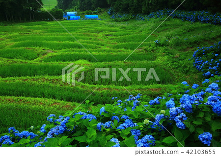 水稻梯田和繡球花 42103655