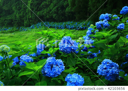 水稻梯田和繡球花 42103656