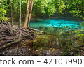 Sra Morakot emerald Pool, Krabi south of Thailand. 42103990
