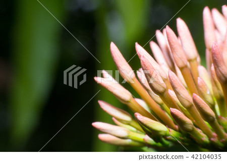Lxora coccinea Lxora coccinea 42104035