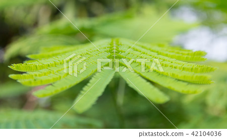 Blurry Leaf Blurry Leaf 42104036