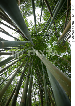 bamboo trees looking up 42104173
