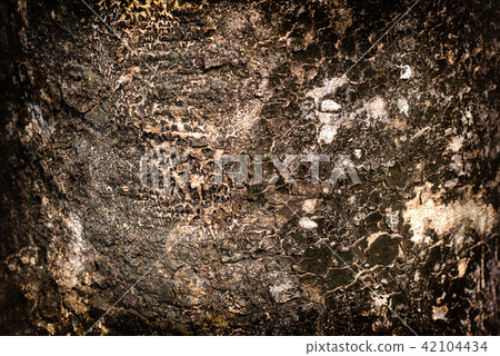 Bark 42104434