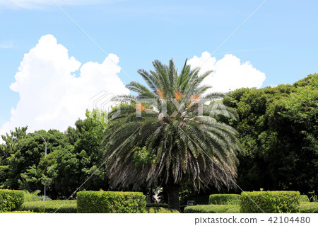 英吉利海岸公園(千葉縣) 英吉利海岸公園(千葉縣) 42104480