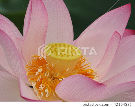 Lotus Lotus 42104585