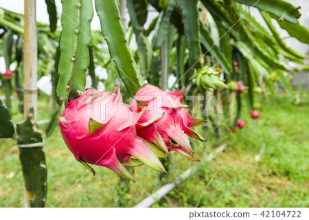 Raw pitahaya fruit on a tree 42104722