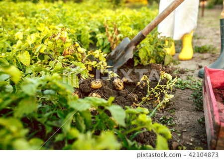 farming, gardening, agriculture and people concept farming, gardening, agriculture and people concept 42104873