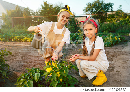 The happy family in garden. Water from a watering can is poured on a pepper on a bed The happy family in garden. Water from a watering can is poured on a pepper on a bed 42104881