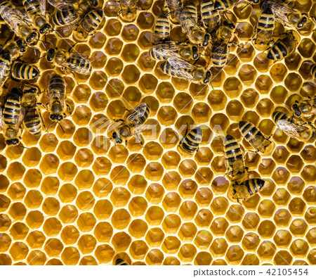 bees bees 42105454
