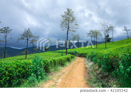 Tea plantation . Nature background Tea plantation . Nature background 42105542