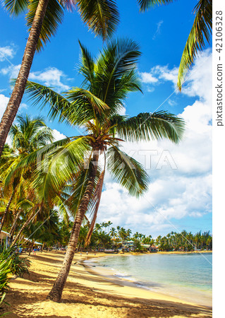 Caribbean paradise beach 42106328