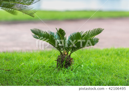 true sago palm on the lawn 42106495