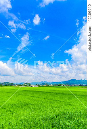 Summer countryside scenery Tamba Sasayama 42106940