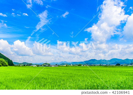 Summer countryside scenery Tamba Sasayama 42106941