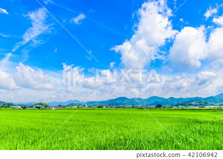 Summer countryside scenery Tamba Sasayama 42106942