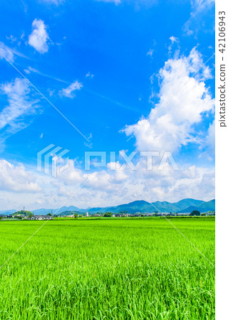 Summer countryside scenery Tamba Sasayama 42106943
