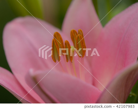 百合花 42107983