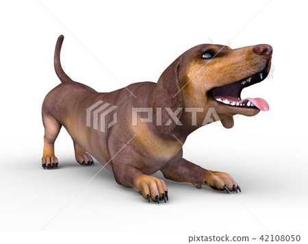 Dachshund Dachshund 42108050