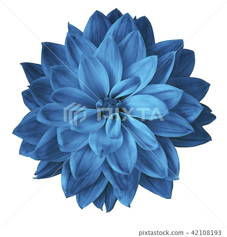 flower dark blue dahlia isolated on white  42108193