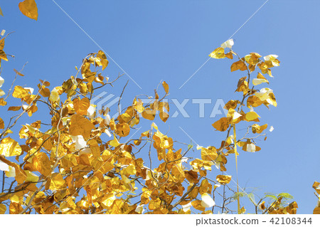 Golden leaf trees of prayer, Thai temples Golden leaf trees of prayer, Thai temples 42108344