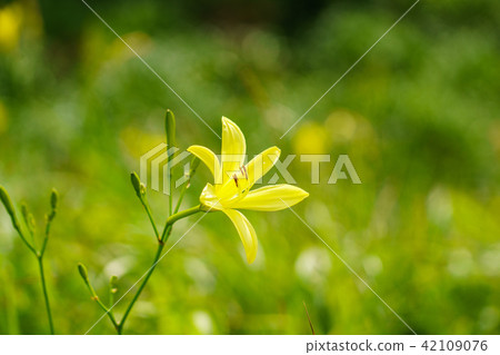 (靜岡縣)南伊豆町Oku Isonozaki的Yugege (靜岡縣)南伊豆町Oku Isonozaki的Yugege 42109076