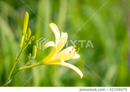 (靜岡縣)南伊豆町Oku Isonozaki的Yugege (靜岡縣)南伊豆町Oku Isonozaki的Yugege 42109079